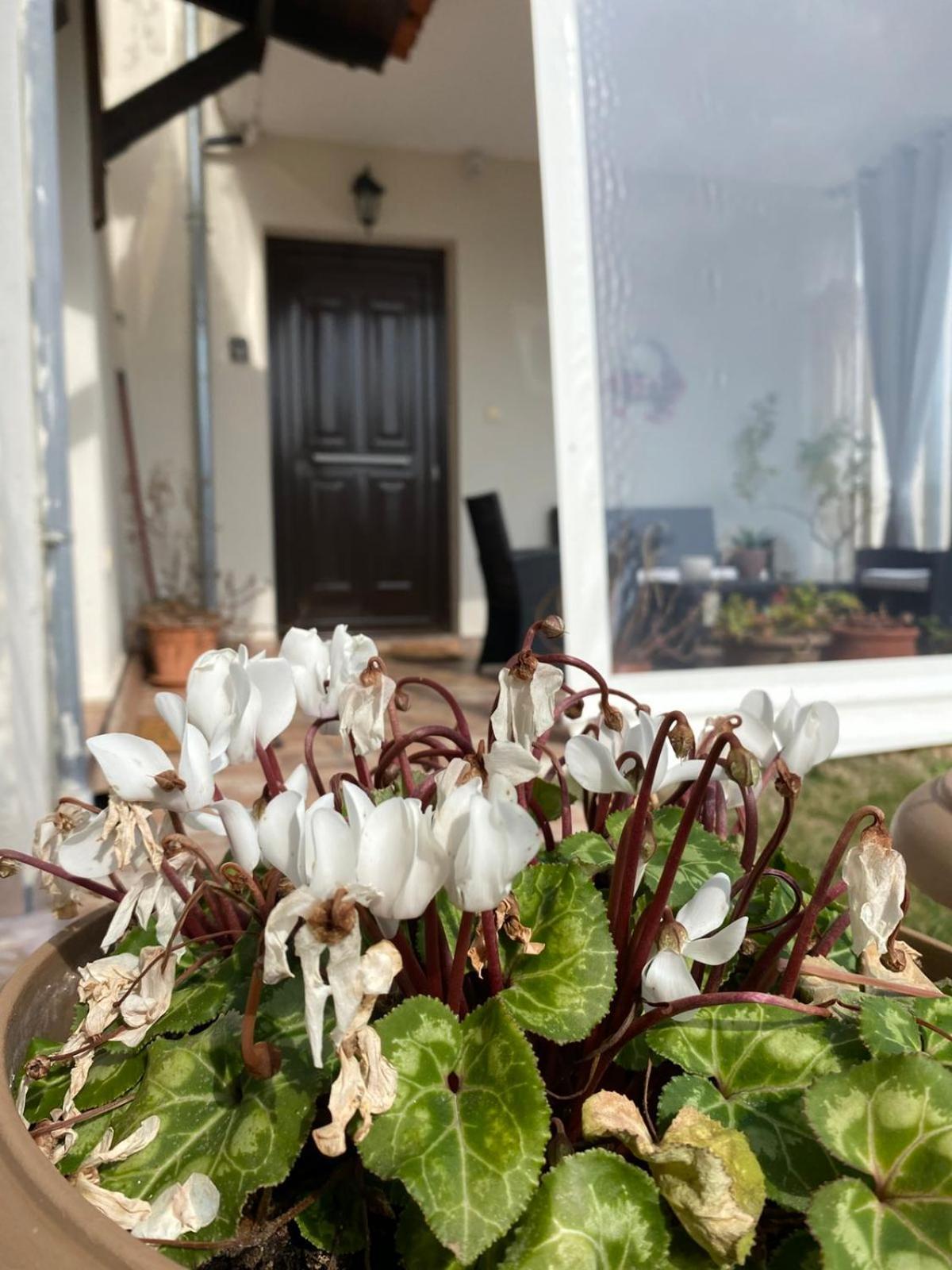 Golden House Apartment Alexandroupoli Exterior foto
